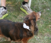 CreamCornAug2012 010